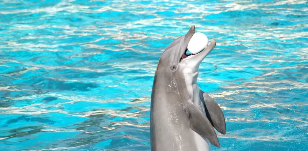 dolphins doing an attraction with a ball