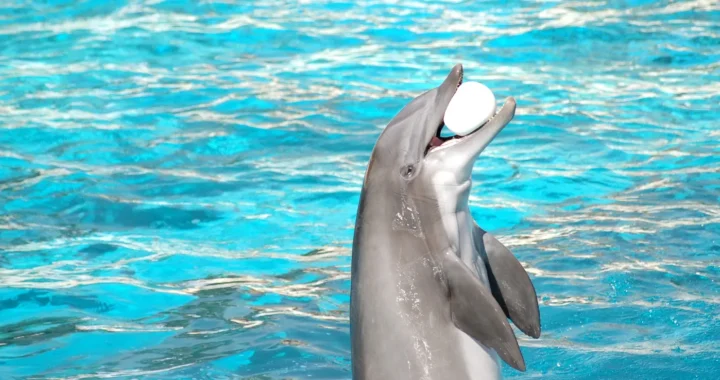 dolphins doing an attraction with a ball