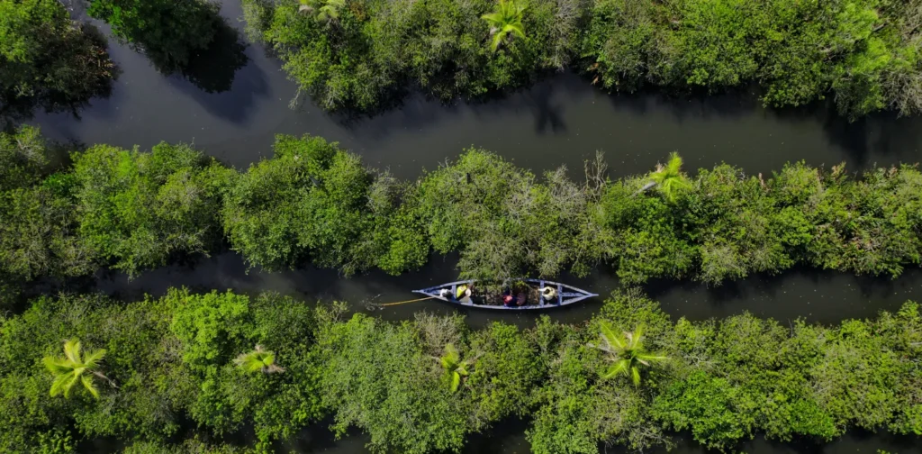 aerial shot of a boat in the middle of a mangrove forest in india