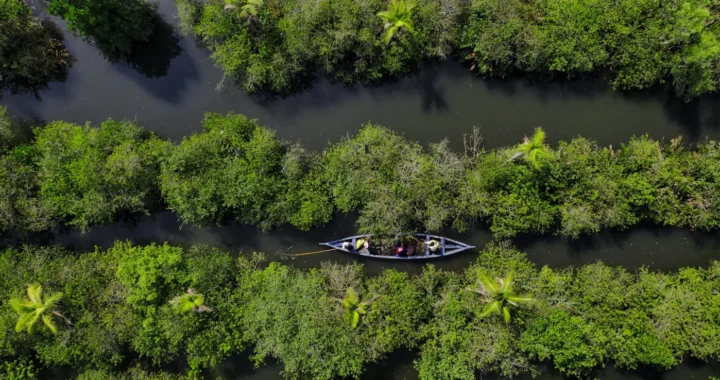 aerial shot of a boat in the middle of a mangrove forest in india