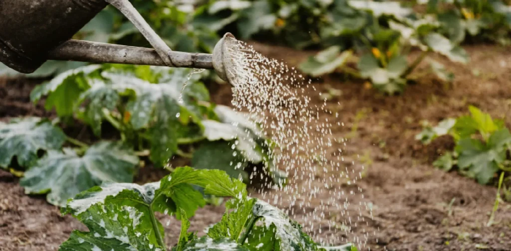 a close-up shot of watering crop