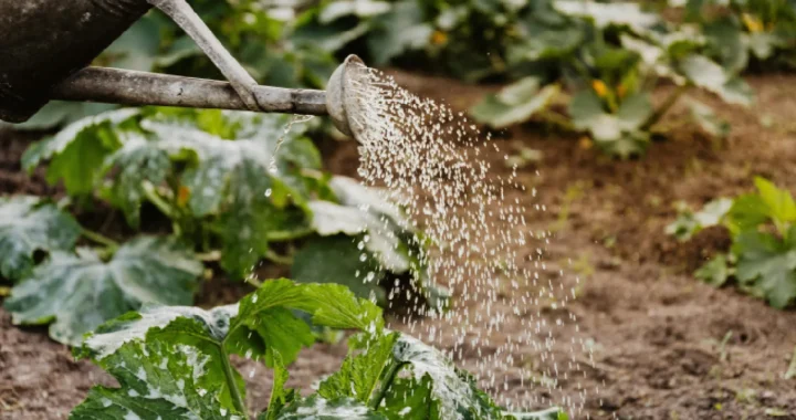 a close-up shot of watering crop