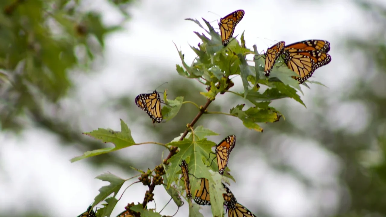 a group of monarch butterflies perched on a plant
