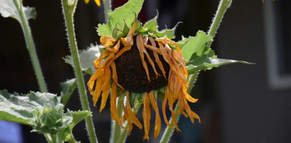 a wilting sunflower