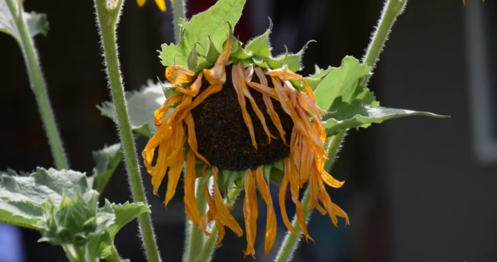 a wilting sunflower