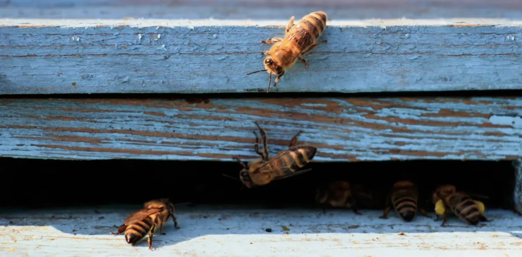 close up of bees coming out of a beehive