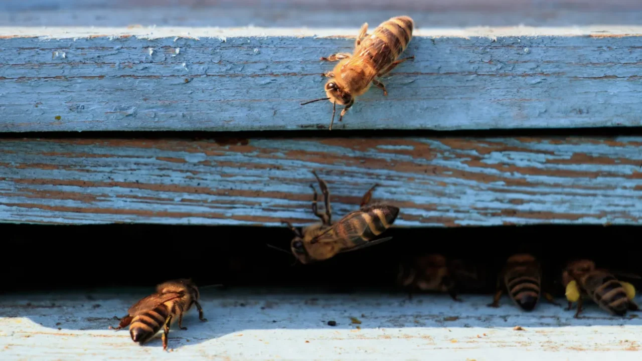 close up of bees coming out of a beehive