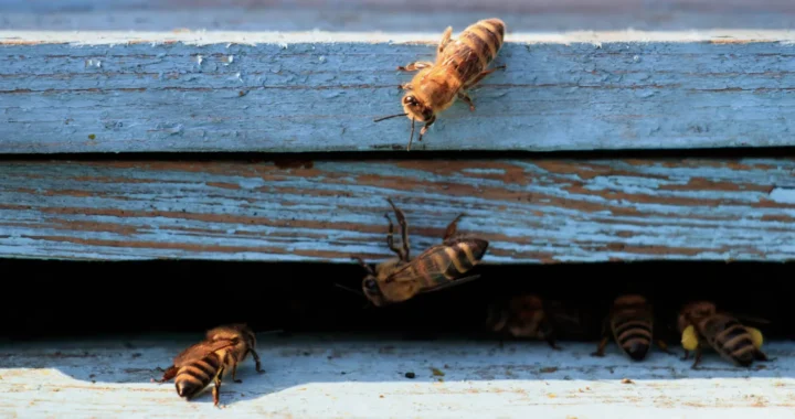close up of bees coming out of a beehive