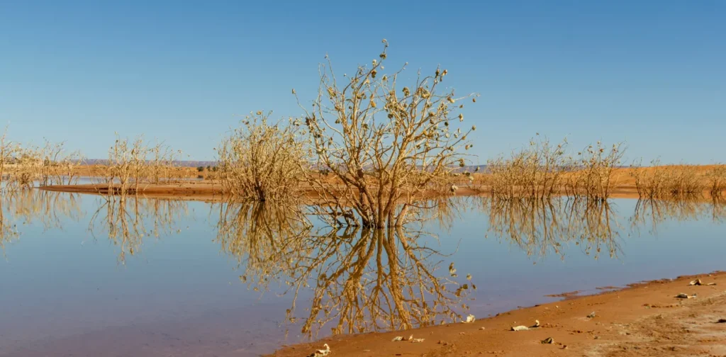 dry trees in the middle of a lake