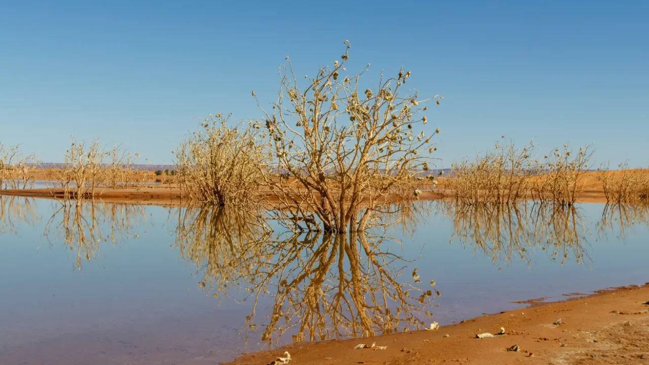 dry trees in the middle of a lake