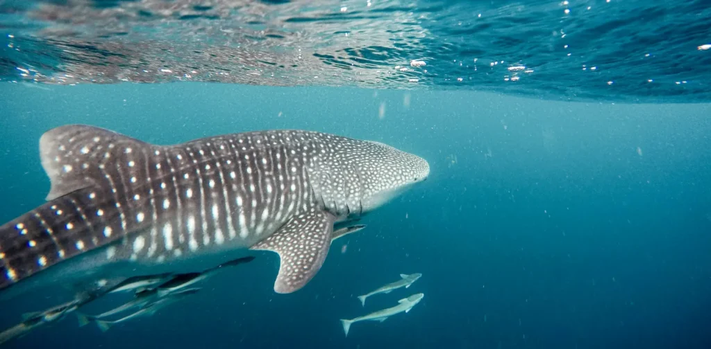 a whale shark about to surface