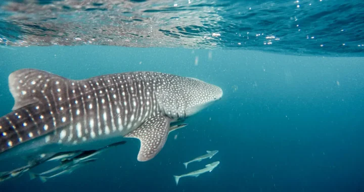 a whale shark about to surface
