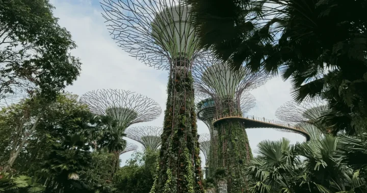 an upward shot of gardens by the bay in singapore with trees and architecture