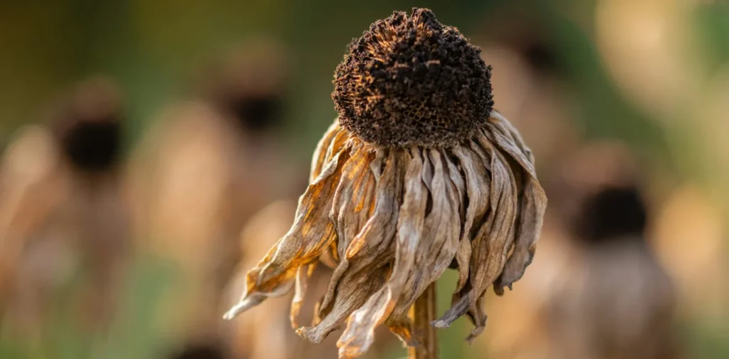a wilted sunflower