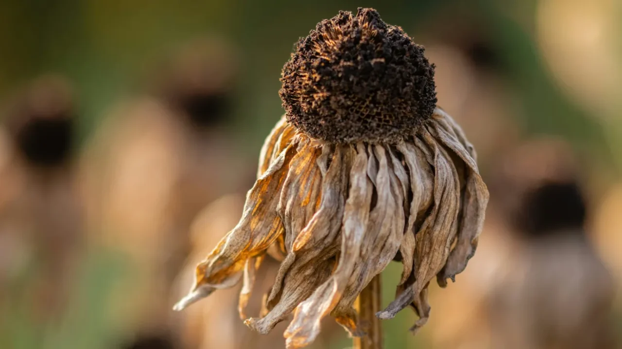 a wilted sunflower