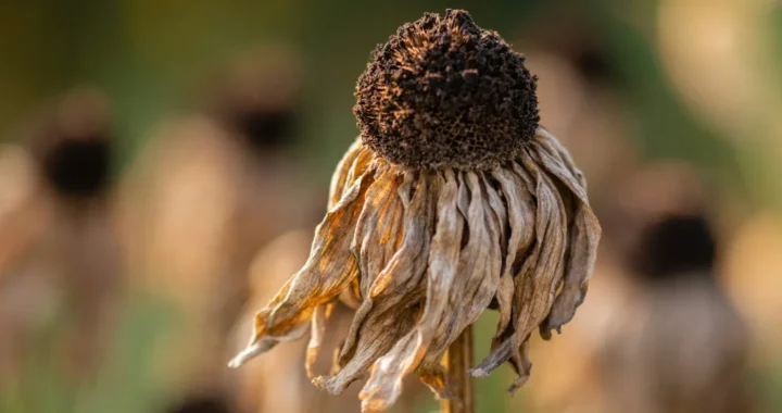 a wilted sunflower