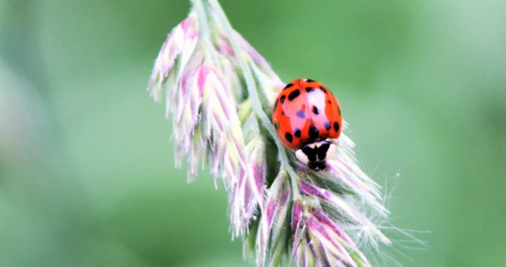 a ladybug perched on a flower