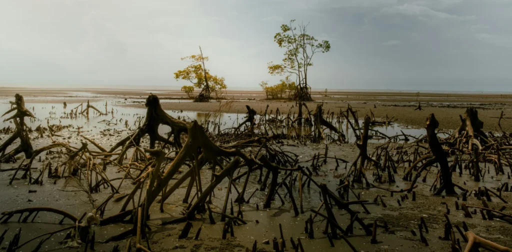 Mangrove landscape