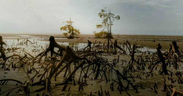 Mangrove landscape