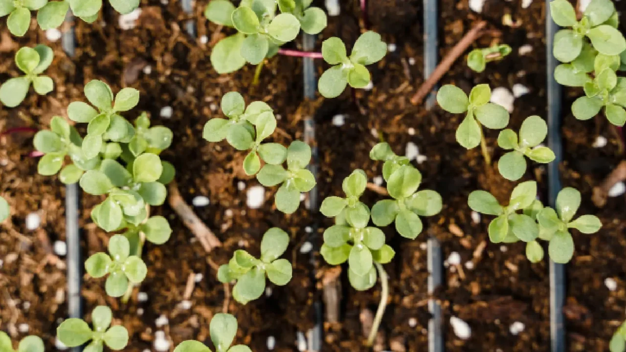 Close-up of seedlings growing in pots