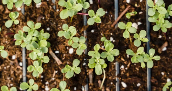 Close-up of seedlings growing in pots