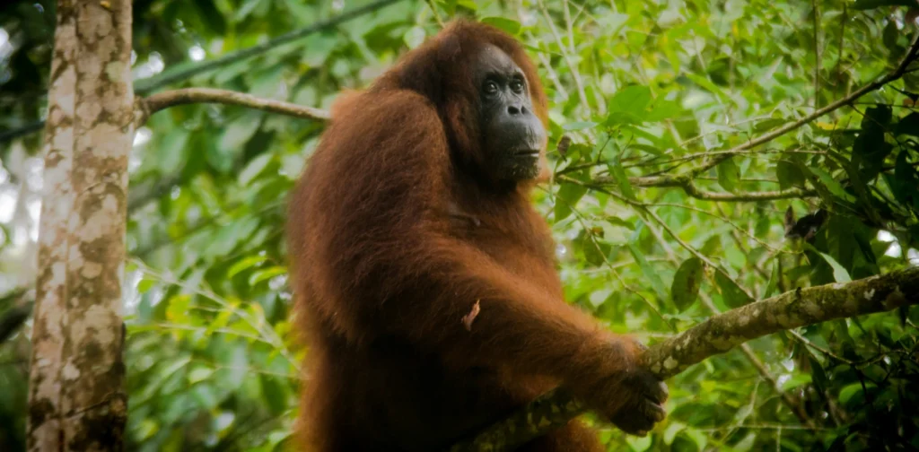 an orangutan sitting on a tree branch