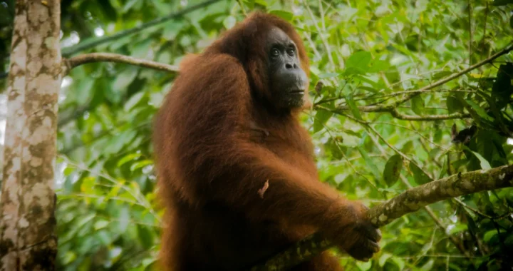 an orangutan sitting on a tree branch