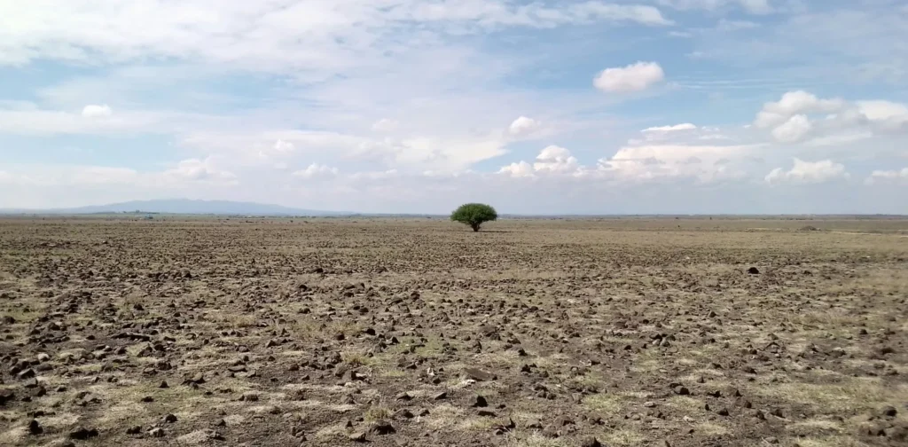 dry land with a tree in the distance