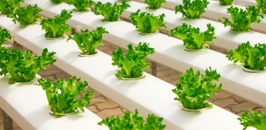 Vegetable farming