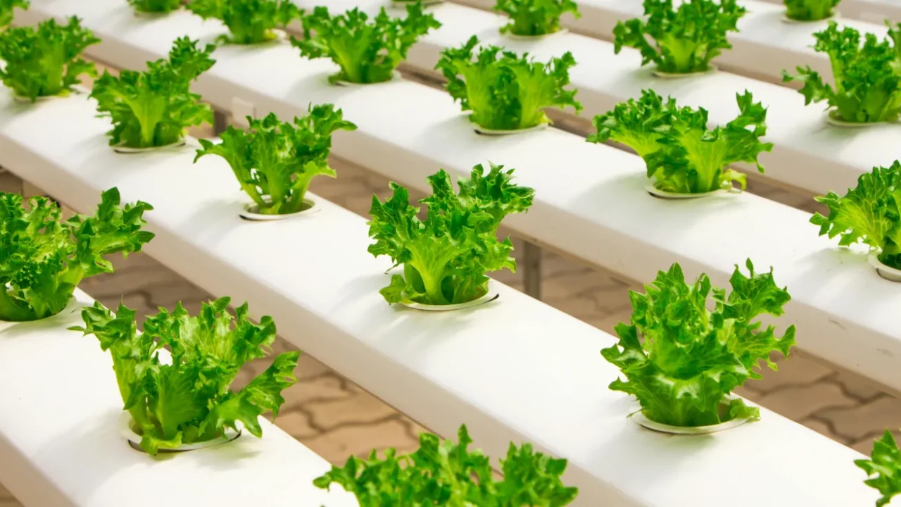 Vegetable farming