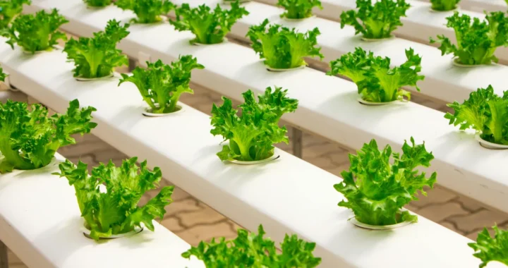 Vegetable farming