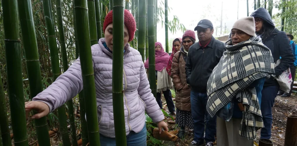 Visitors walking around the bamboo forest