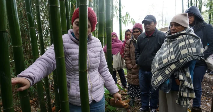 Visitors walking around the bamboo forest