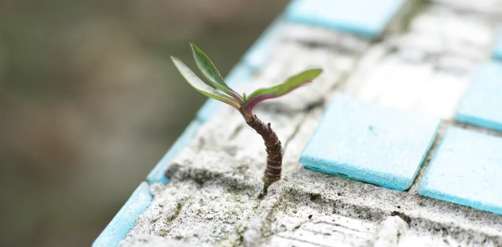 a tiny plant sprouting in the middle of concrete tiles