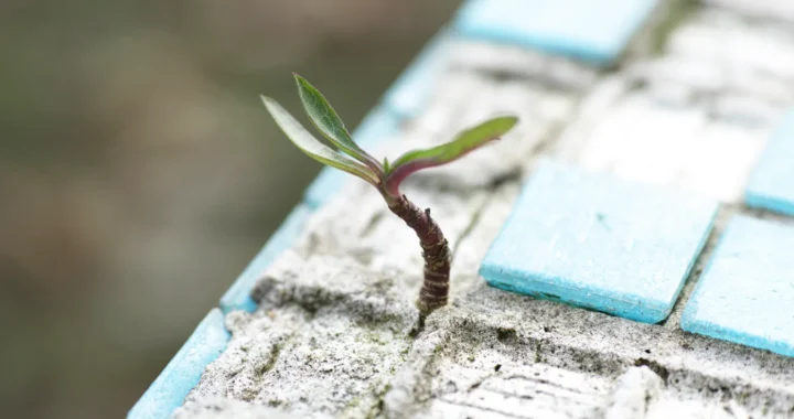 a tiny plant sprouting in the middle of concrete tiles