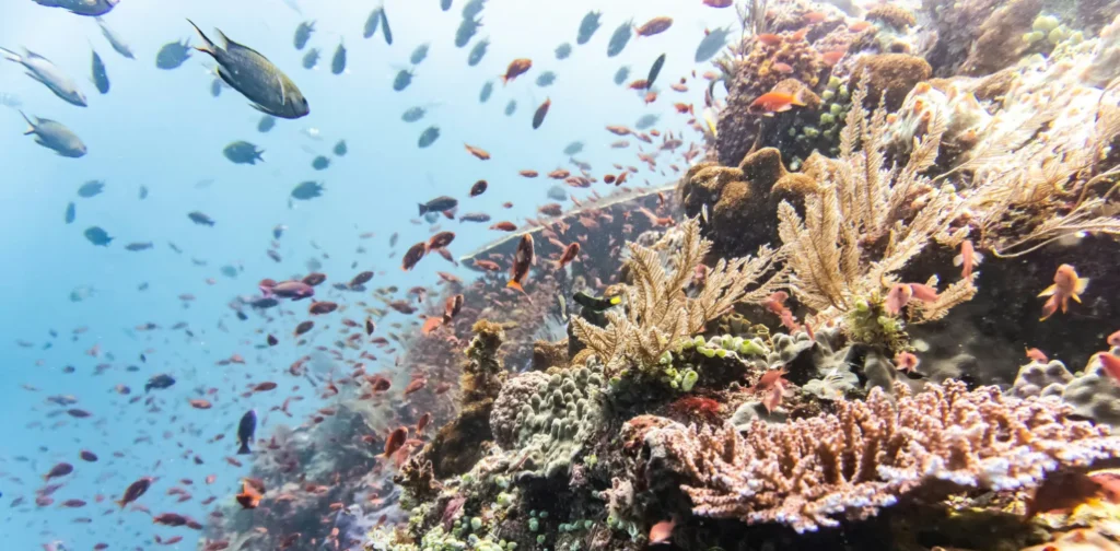 coral reefs with a school of small fish around it