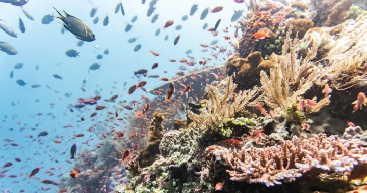 coral reefs with a school of small fish around it