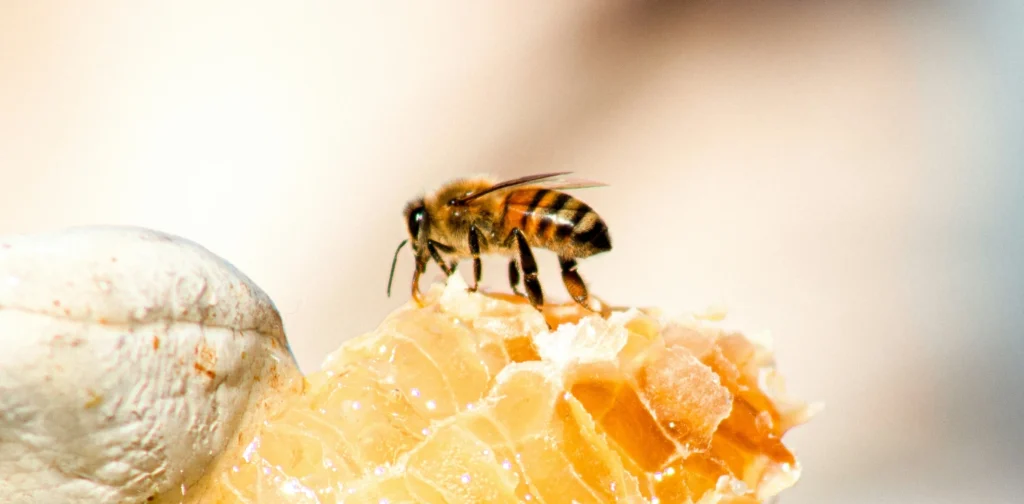 Worker (female) honeybee sucking nectar from a broken honeycomb in a beekeeper's hand.