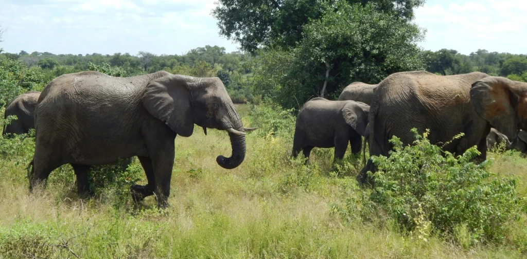 a herd of elephants walking across a lush green field