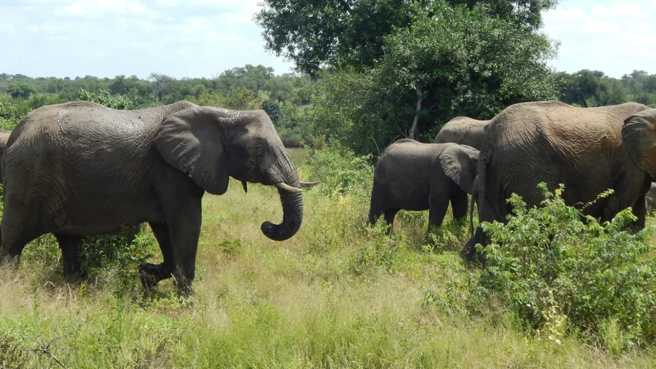 a herd of elephants walking across a lush green field
