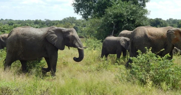 a herd of elephants walking across a lush green field