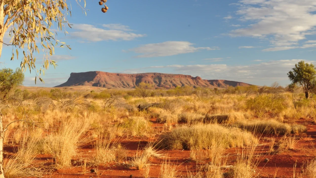 a brown field under a blue sky