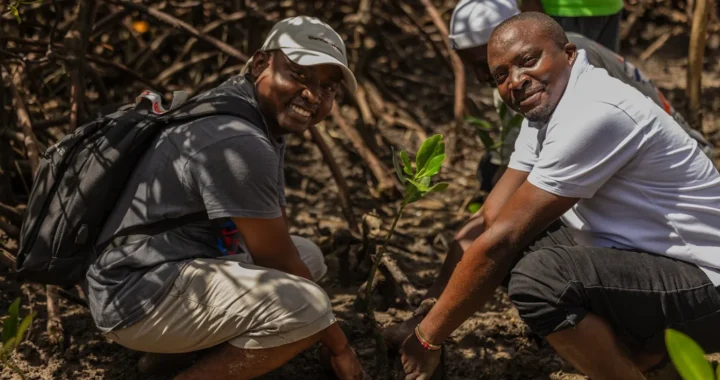 Men planting mangroves