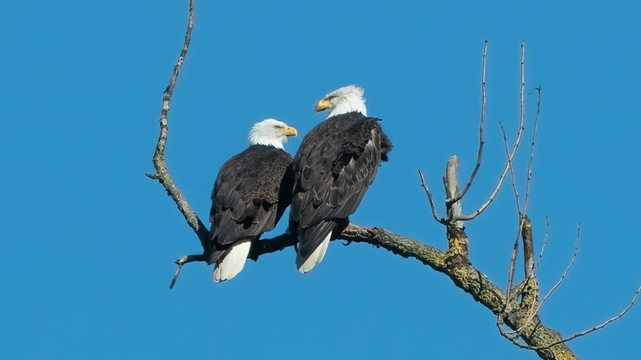 two eagles on a naked tree branch with a clear blue sky in the background