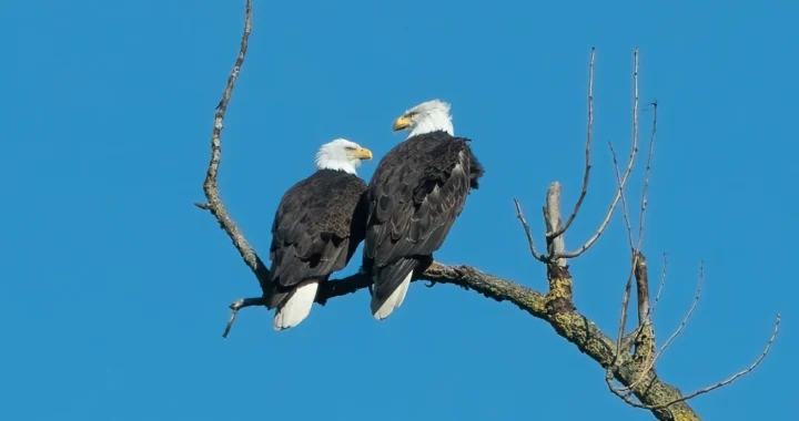 two eagles on a naked tree branch with a clear blue sky in the background