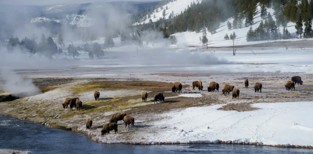 a herd of animals standing on top of a snow covered field