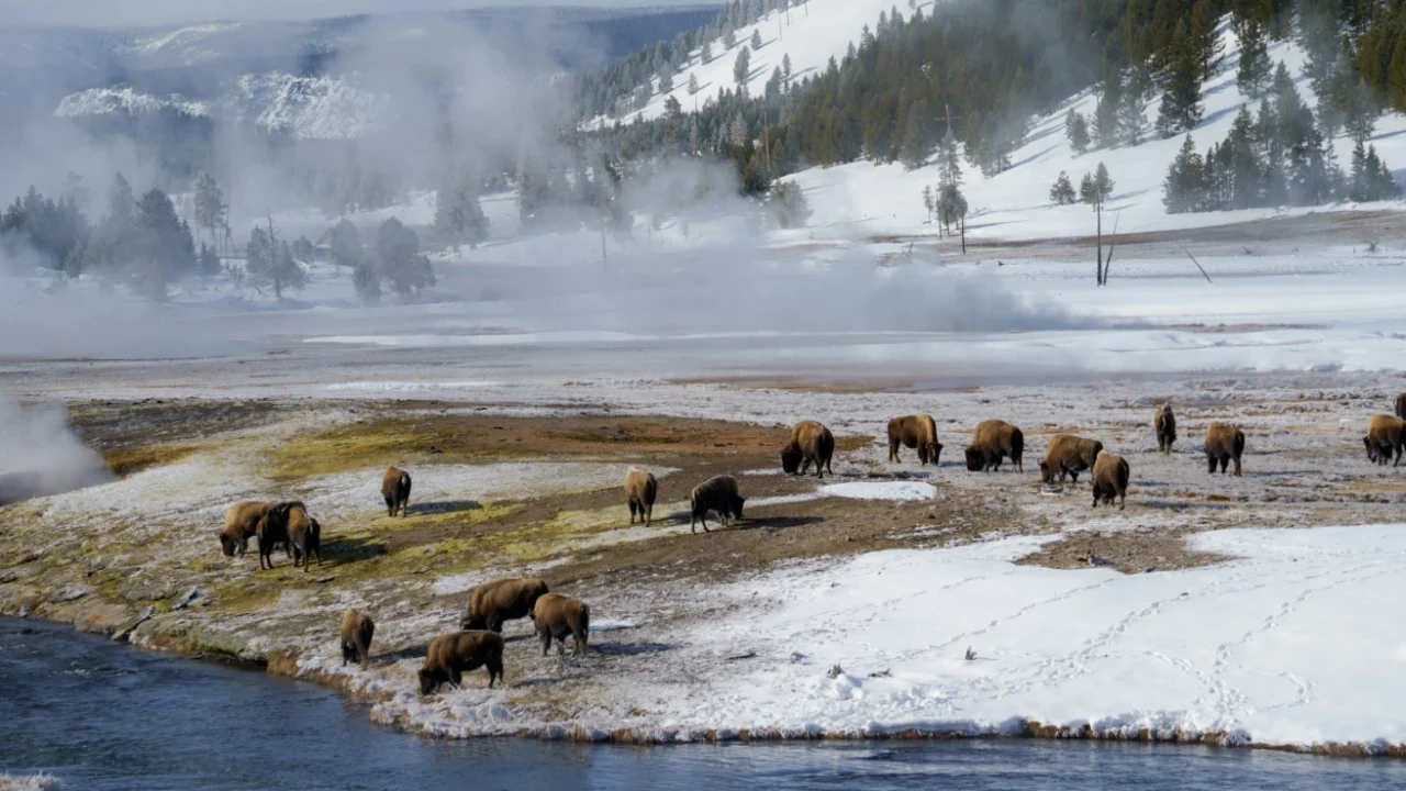 a herd of animals standing on top of a snow covered field