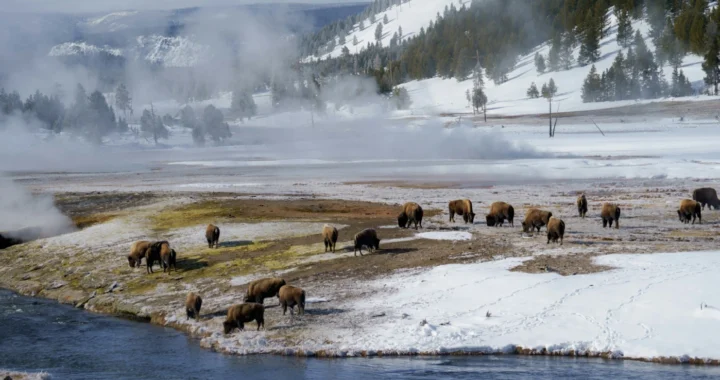 a herd of animals standing on top of a snow covered field