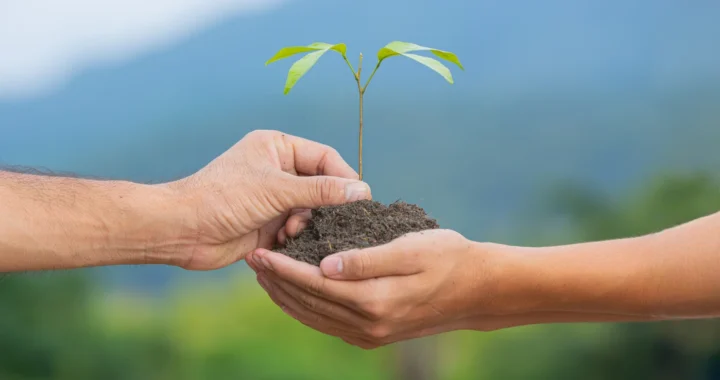two joined hands holding plant seedling