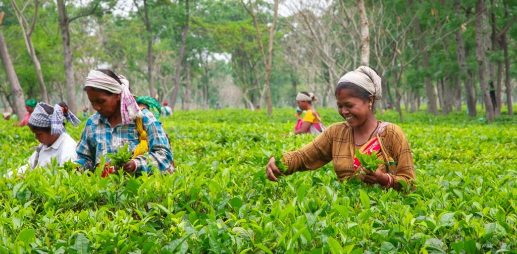farmers harvesting tea leaves